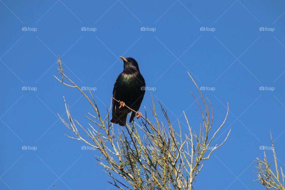 Starling at Top of Tree