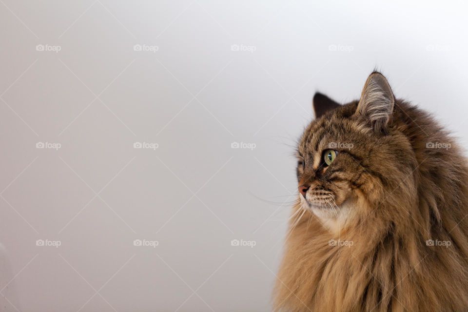 Profile of Long haired cat with brown tabby hair, male gender of siberian breed. Hypoallergenic domestic animal 