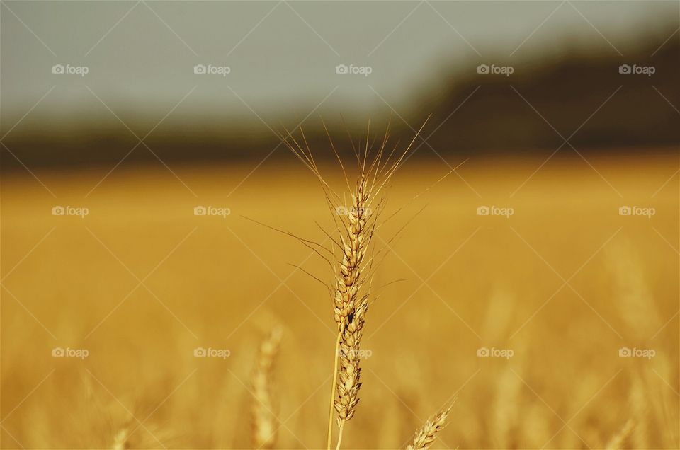 wheat field