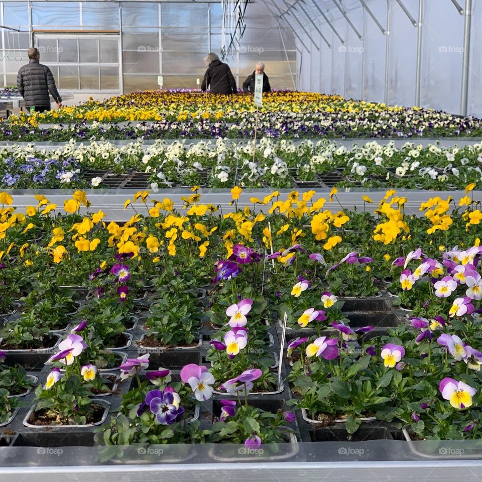 People going shopping their first spring flowers for their garden 