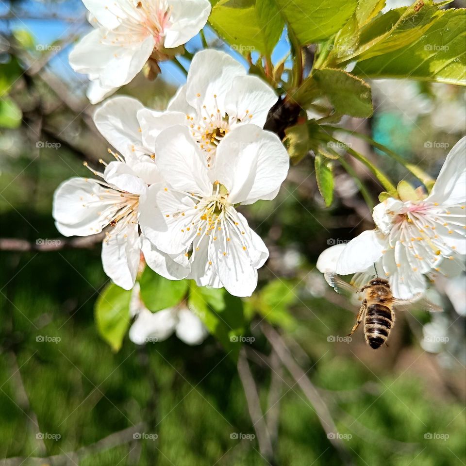 Cherry blossom branch and bee