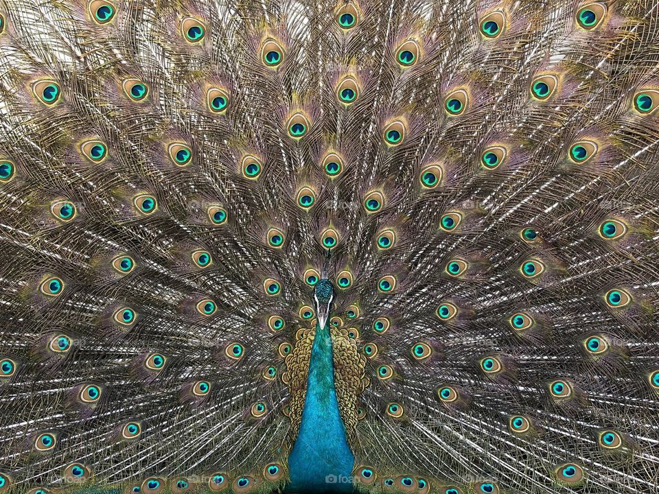 capture the elegance and vibrancy of nature with this stunning high resolution photograph of a peacock in full display.This breathtaking image showcases the intricate details of the peacock’s iridescent features,featuring rich blues,greens