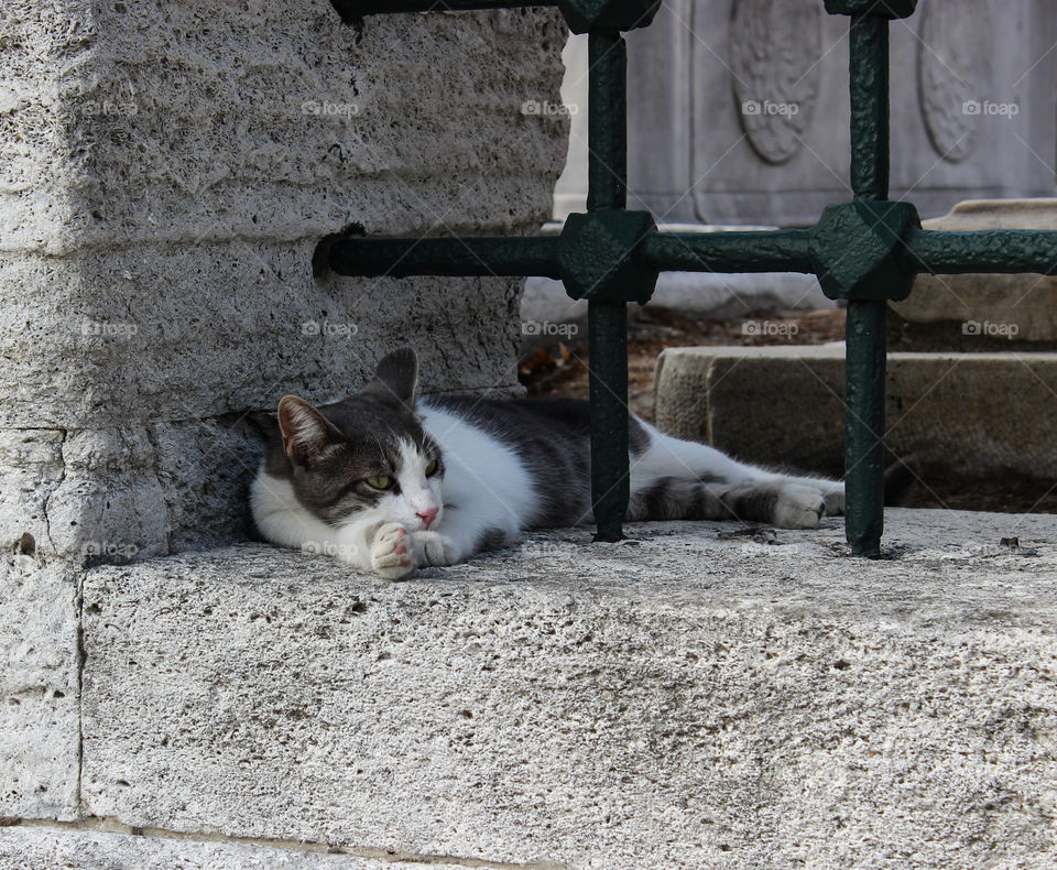 Resting cat