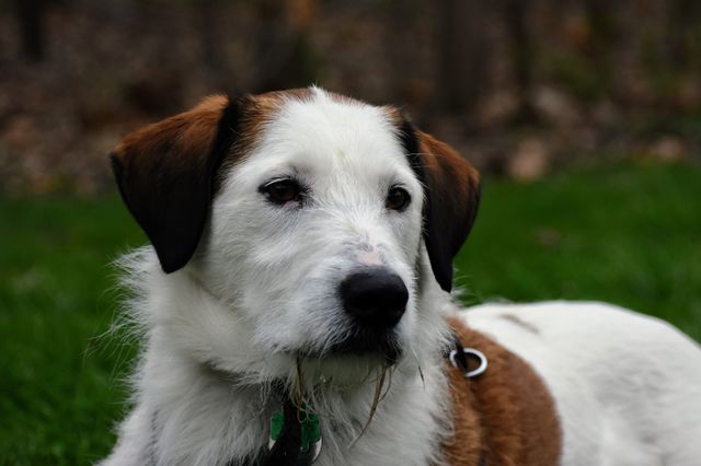 Cute dog lying in grass on a spring evening