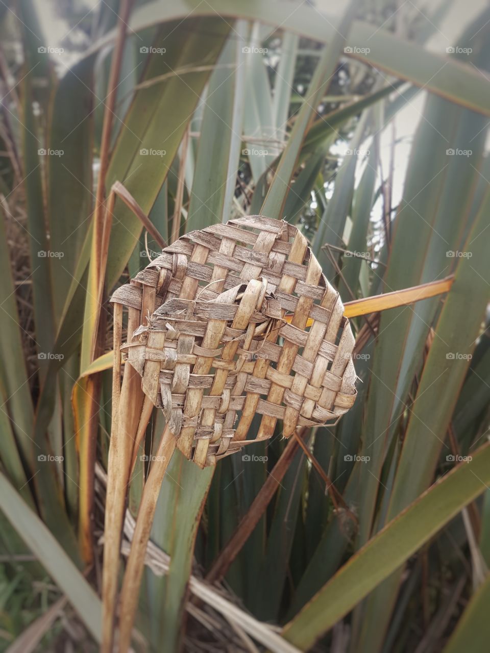 Woven flax on Flax Bush