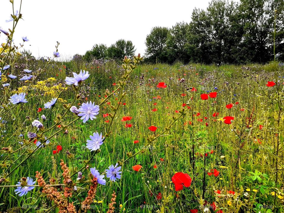 wheat field with poppies