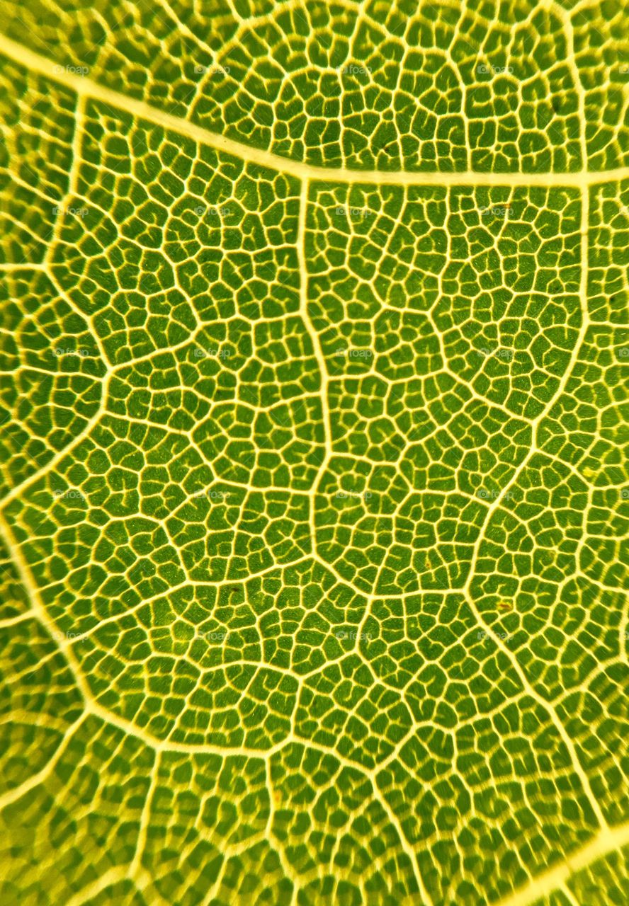 Leaf cell