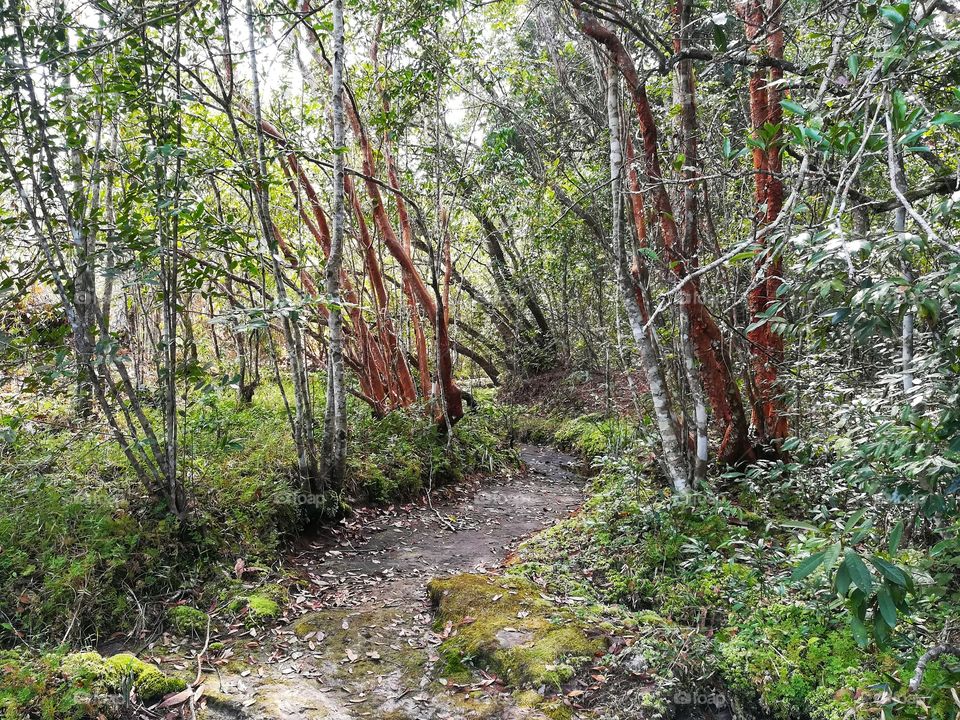 Tropical rainforest in Thailand. Phukradueng.