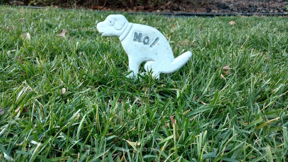 grass