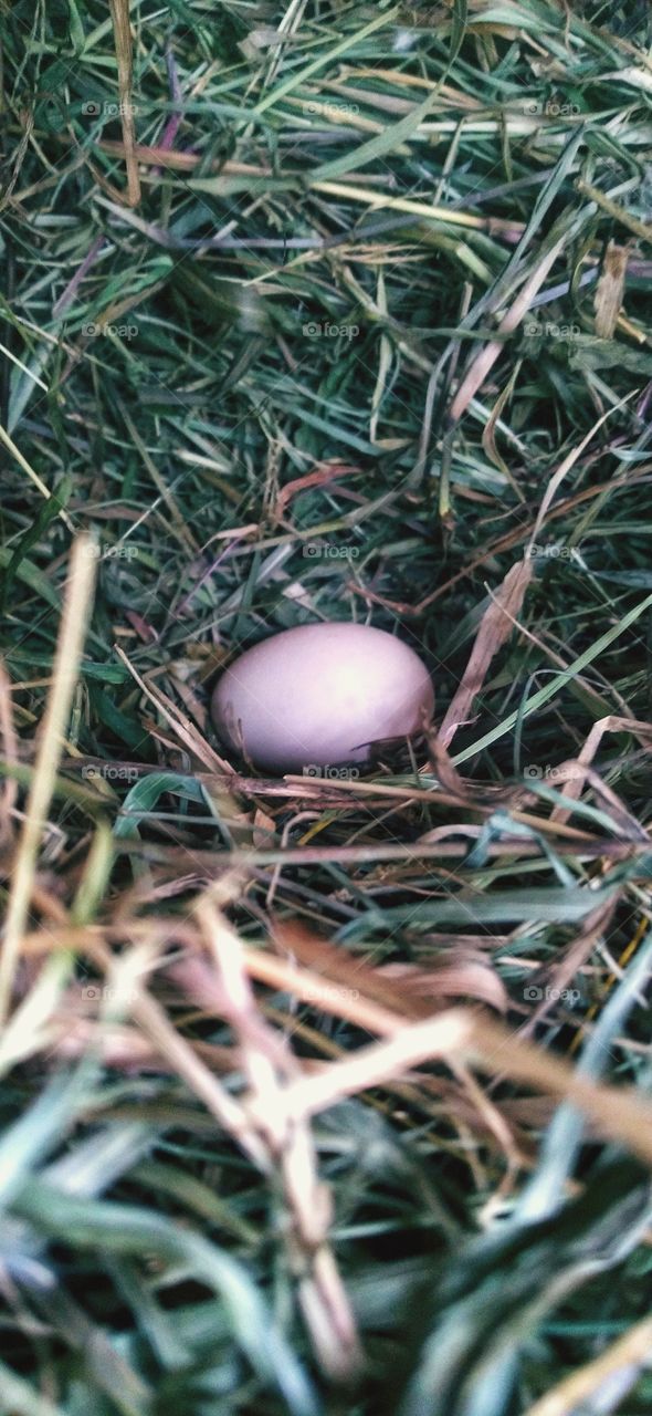 Chicken eggs in the nest