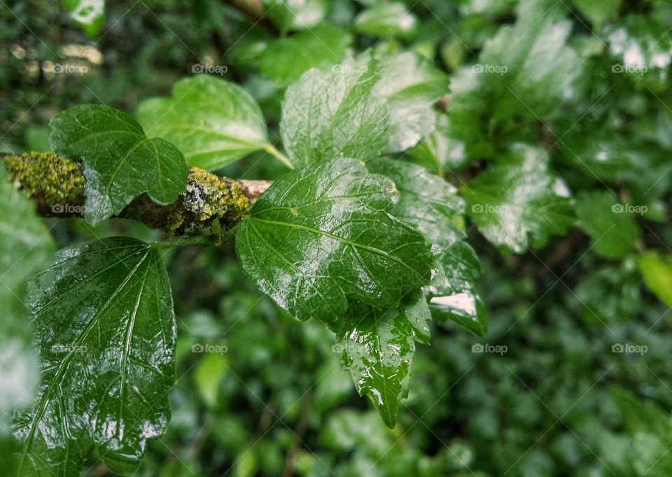 Green leaves