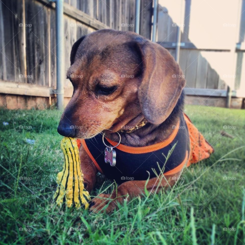 Fall Fun Doxie