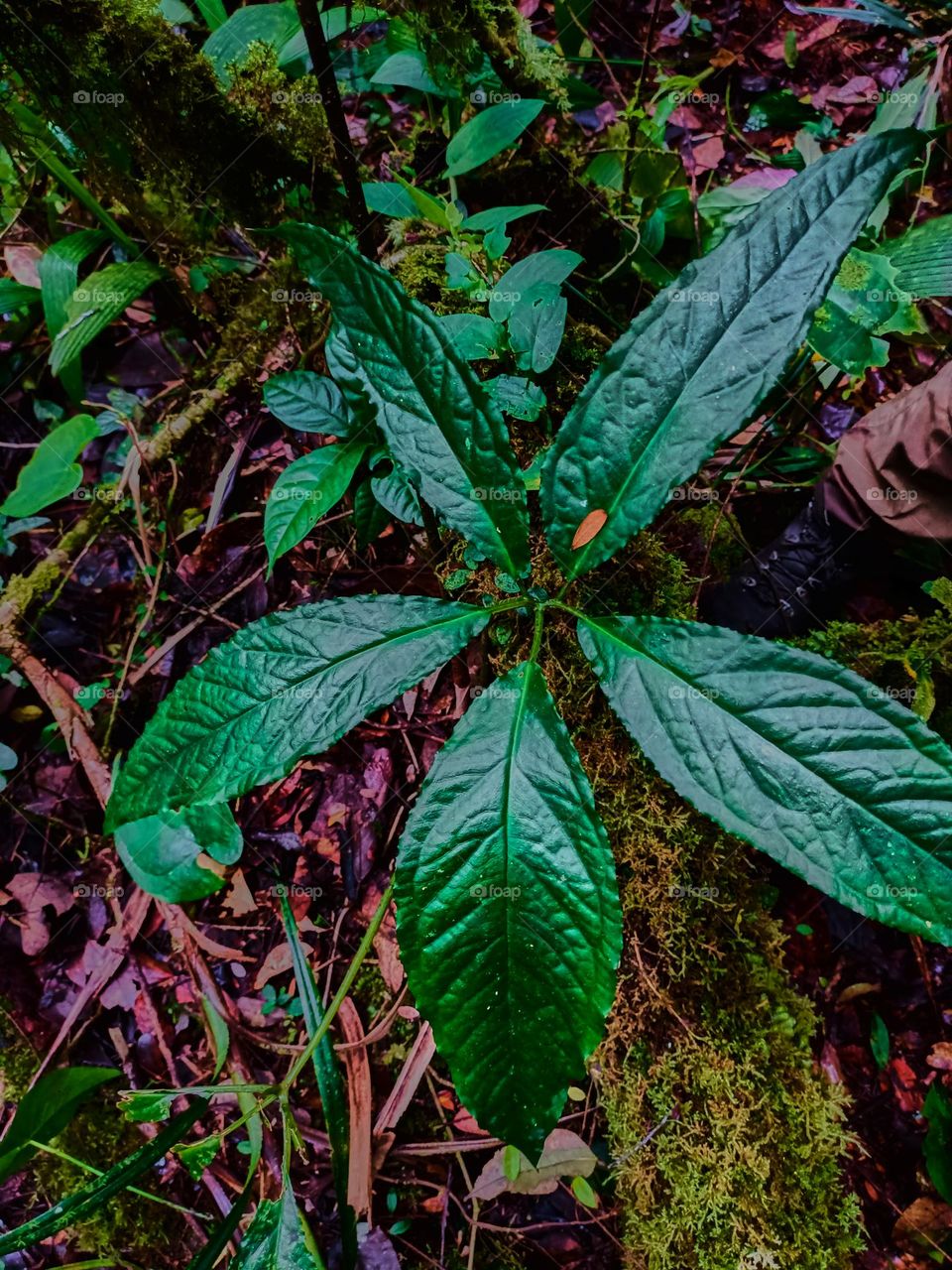 Cobra lily (Arisaema sp) growing in tropical forest of North sumatra, Indonesia