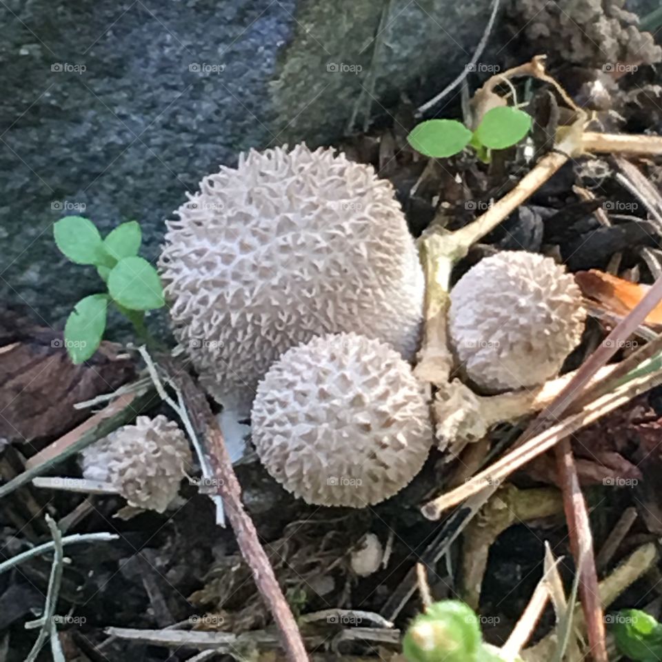 Fancy little mushrooms!