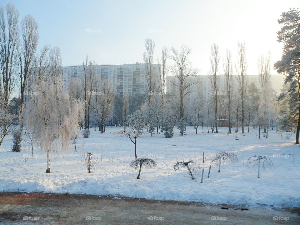 winter city landscape in the park, Kiev