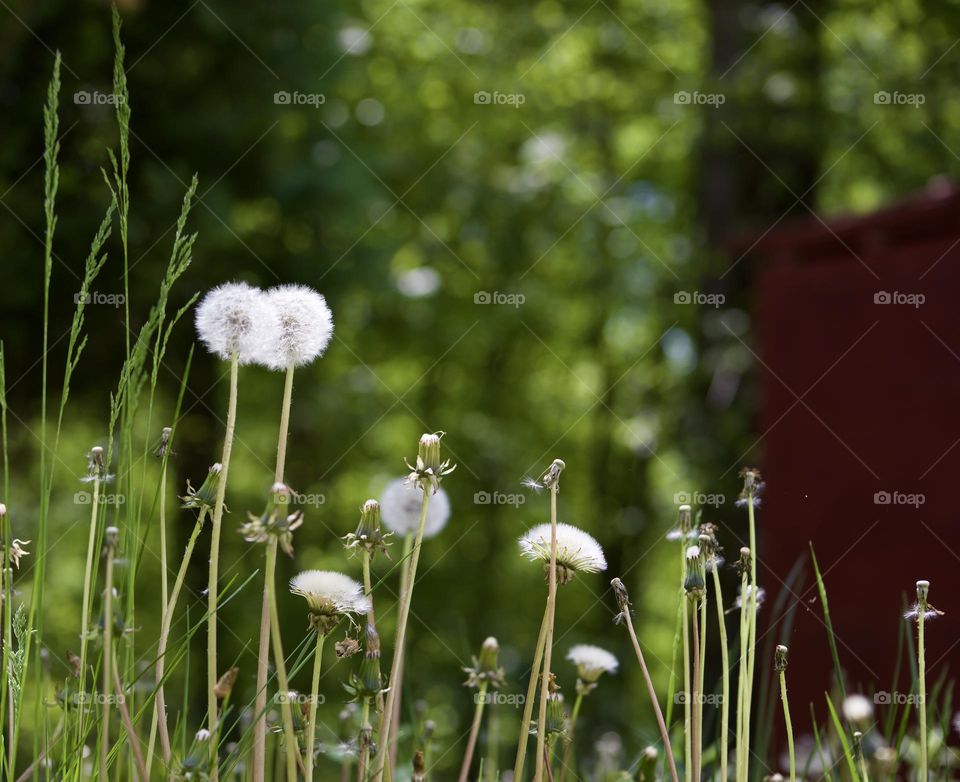 Dandelions in the Sun