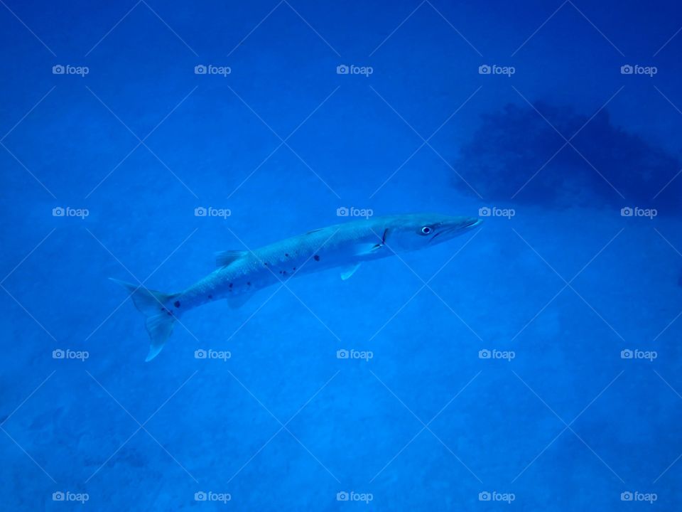 Barracuda. Barracuda behind the boat once again after the dive