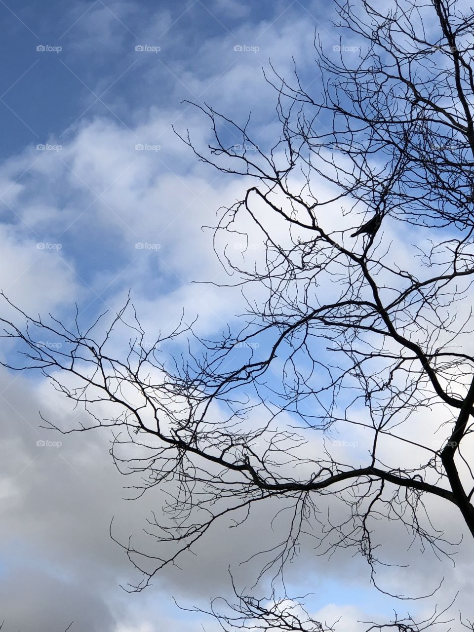 Tree and bird