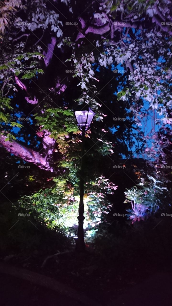 multi-coloured lighting in trees and shrubbery