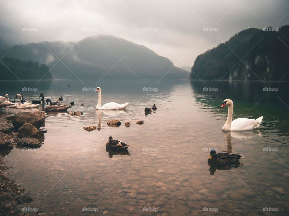 Swans in Bavarian lake 