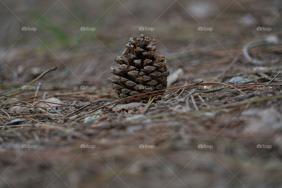 Close-up of pine cone