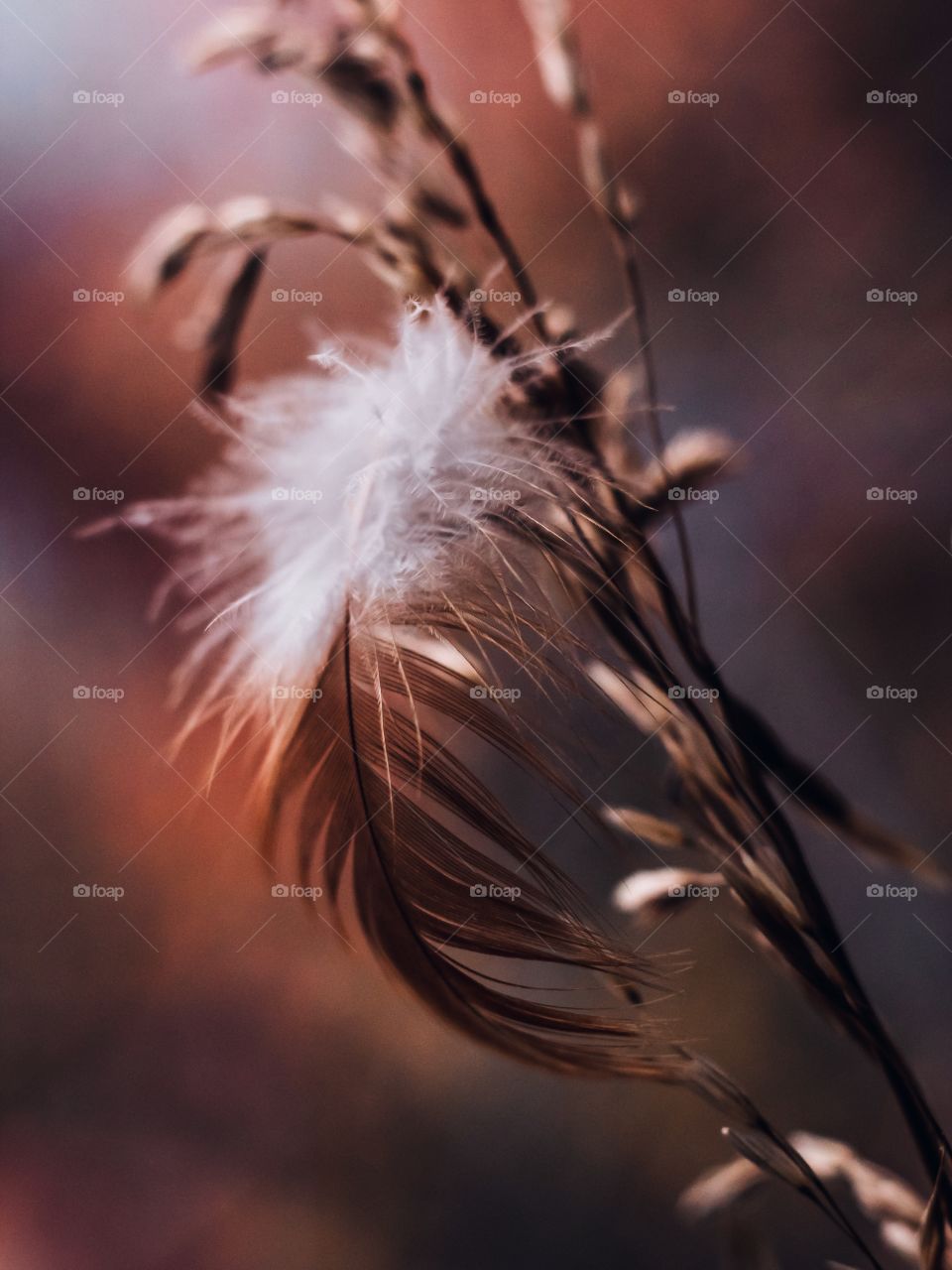 feather stuck in the grass