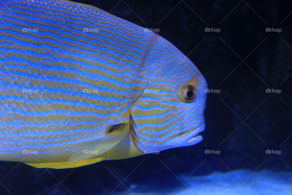 A blue and yellow striped fairly large fish swimming in an aquarium at the Newport Aquarium in Kentucky 