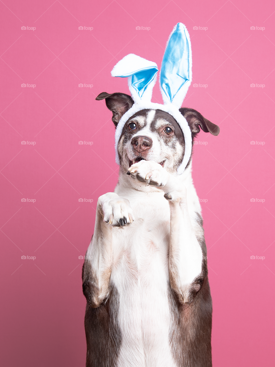 Easter dog - rabbit ears - studio