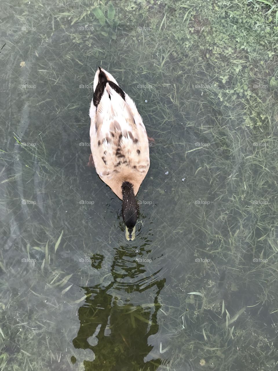 Duck 