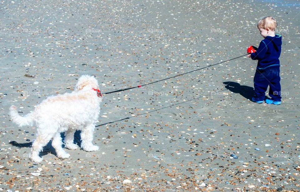 walking dog on the beach