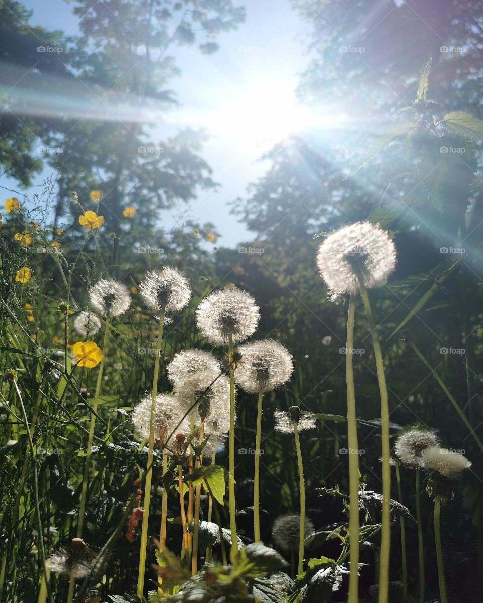 Dandelions and the sun