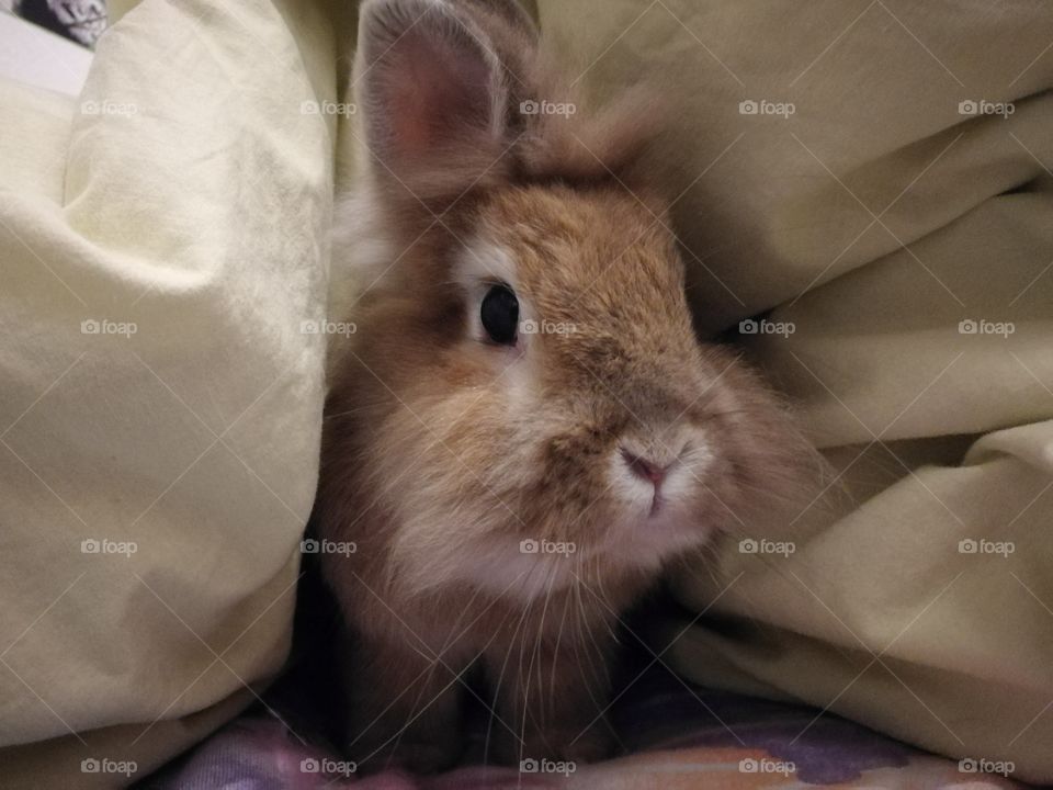 Simon, mein Kaninchen versteckt sich gern