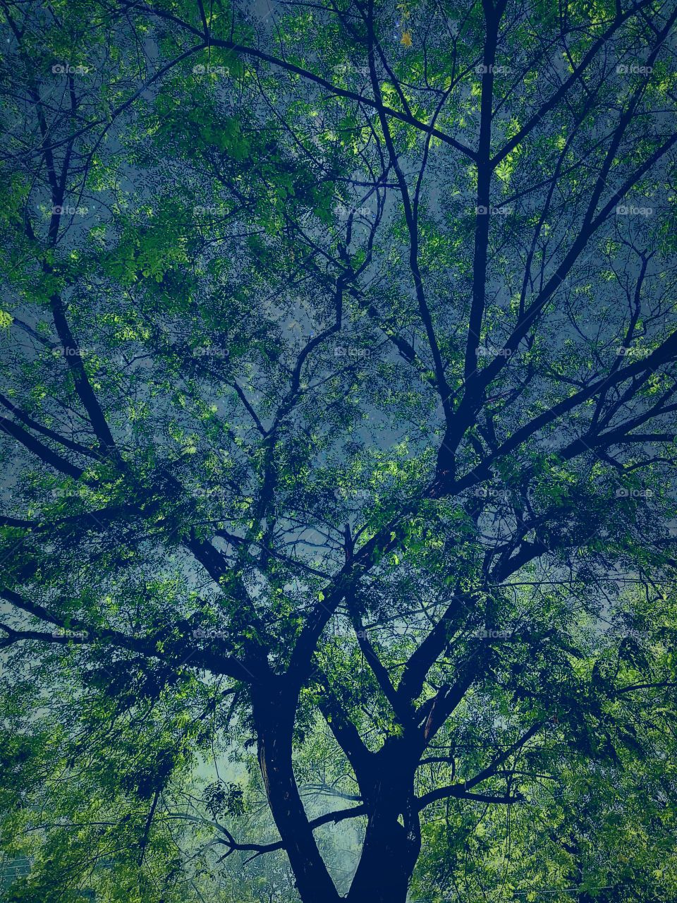 Silhouette of tree