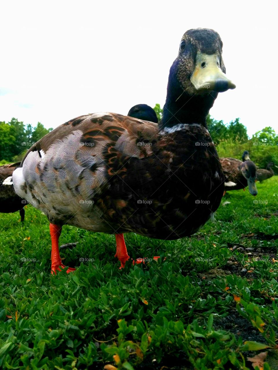 Posing Duck. Mallard ducks walking around with there babies