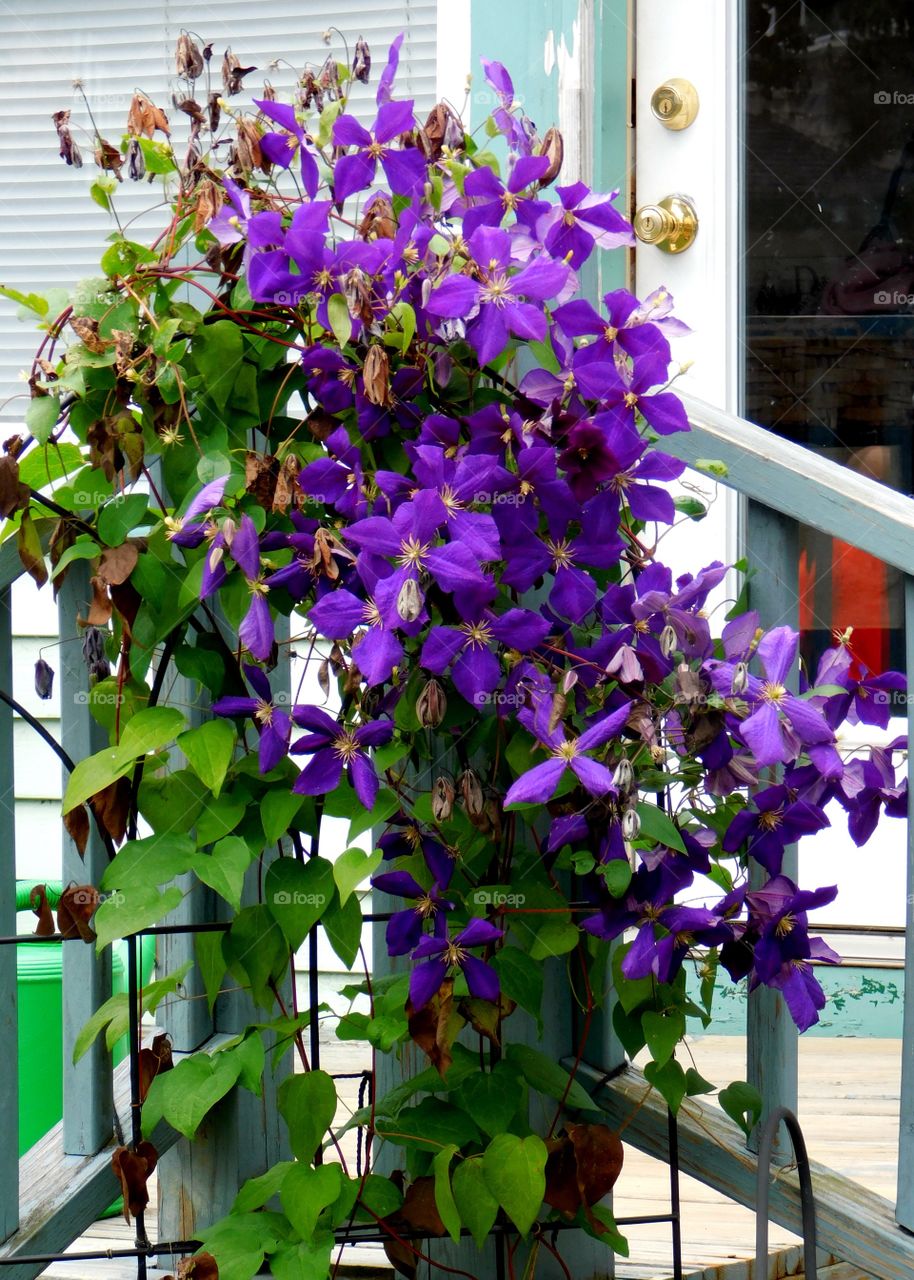 A summer Urban garden