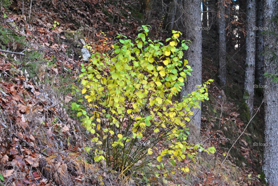 yellow autumn leaves