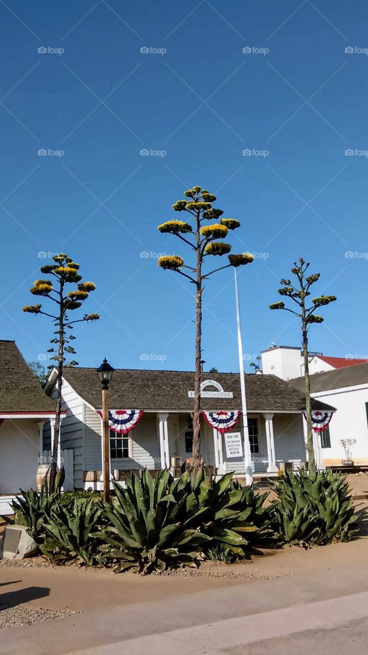 Species of agave in bloom in the meridian on San Diego Avenue in Old Town State Park, San Diego, CA.