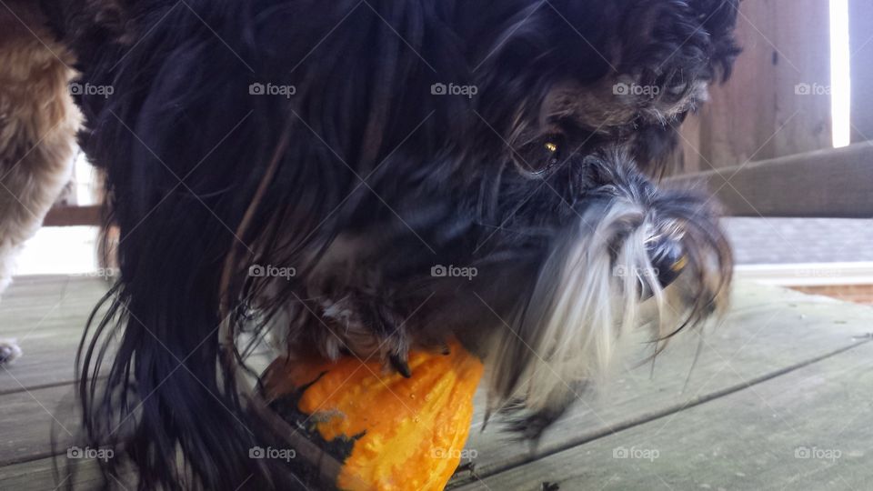 Dog Playing With Mini Gourd