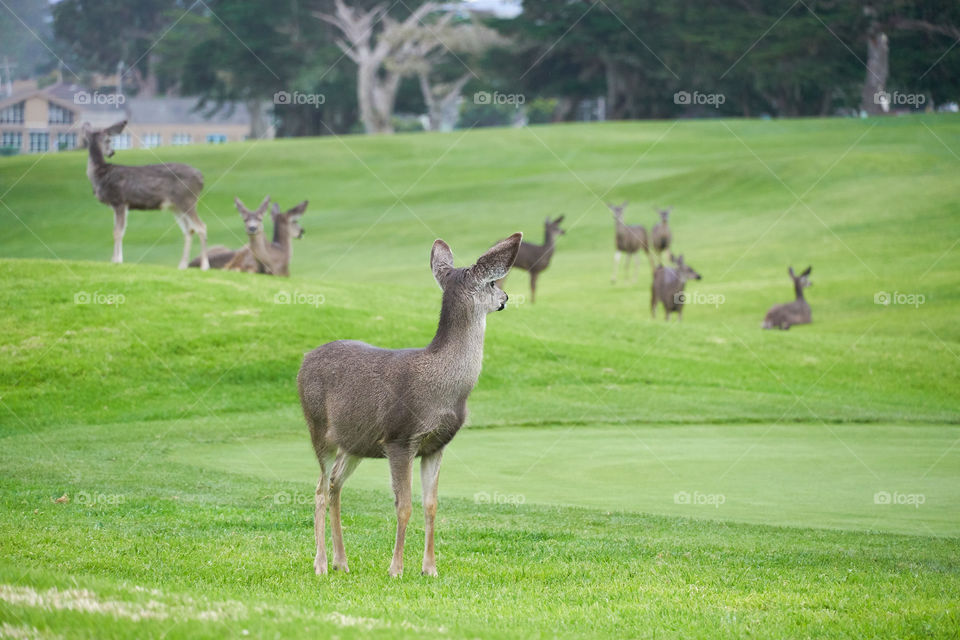 Deer at Monterey, California. 💙💚😊