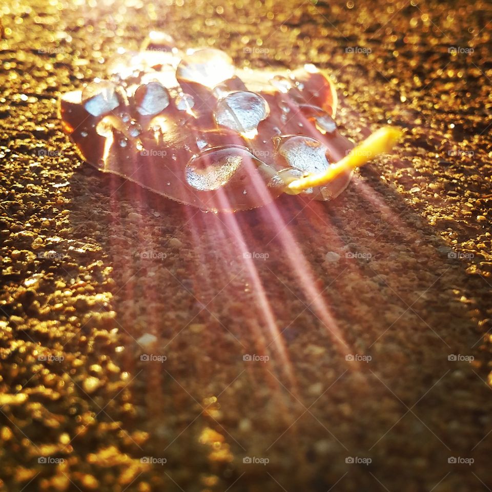 a Fallen Leaf with water drops reflecting the sunlight.