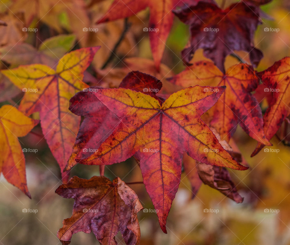 Red autumn leaves with hints of mustard yellow and orange, hang from the tree almost ready to fall