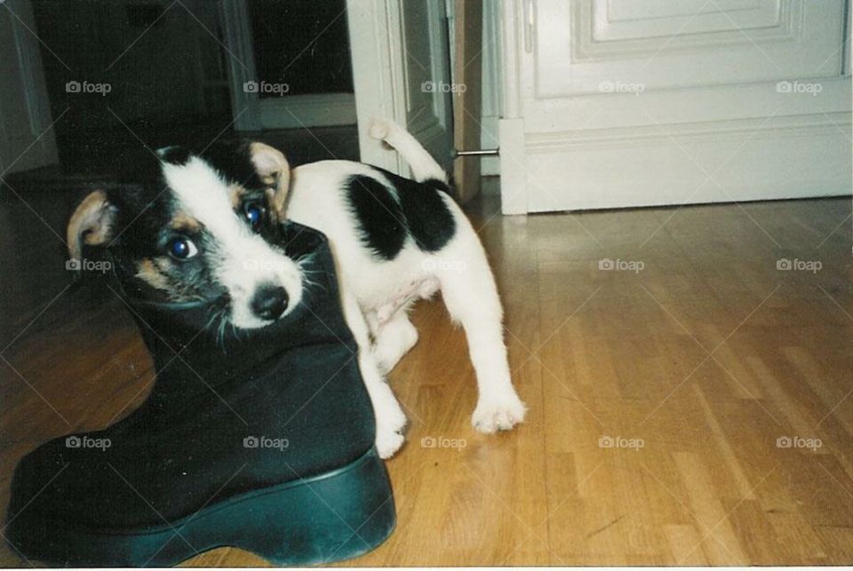 Baby Jack Russell