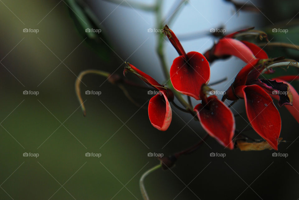 A red flower and its delicate textures