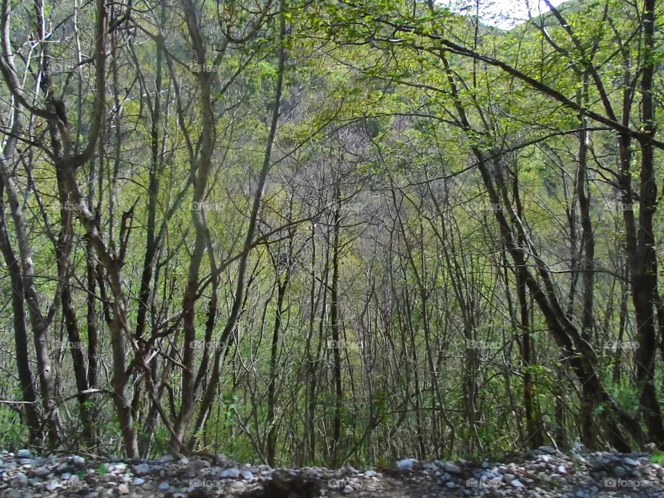 Trees