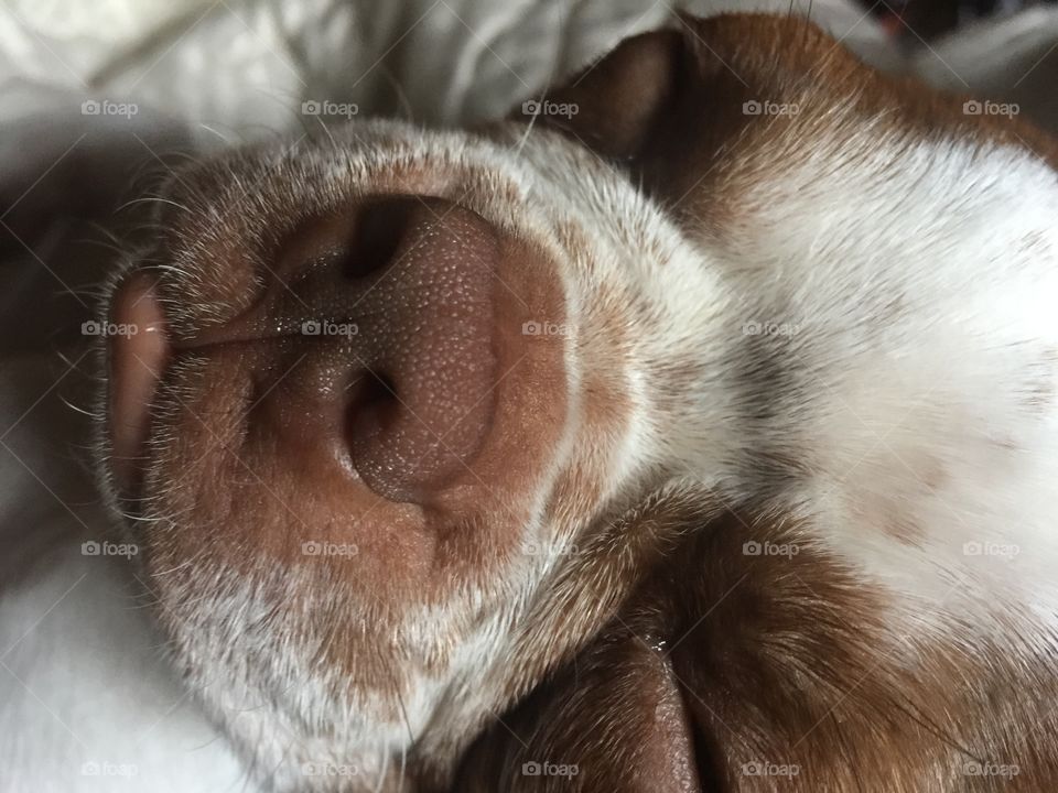 Boston terrier nose