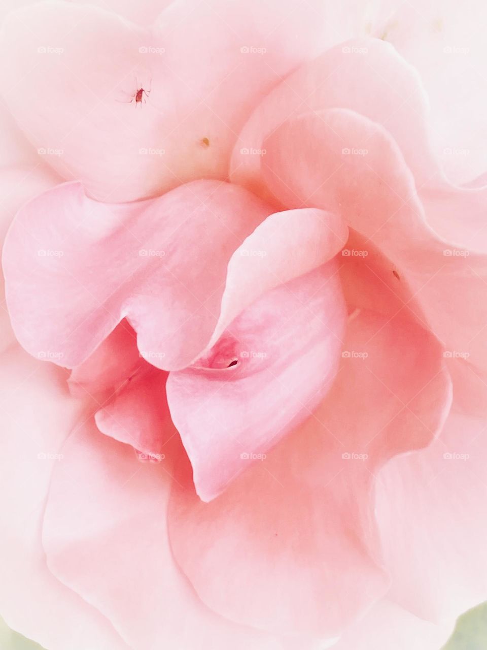 Beautiful macro of pink rose 