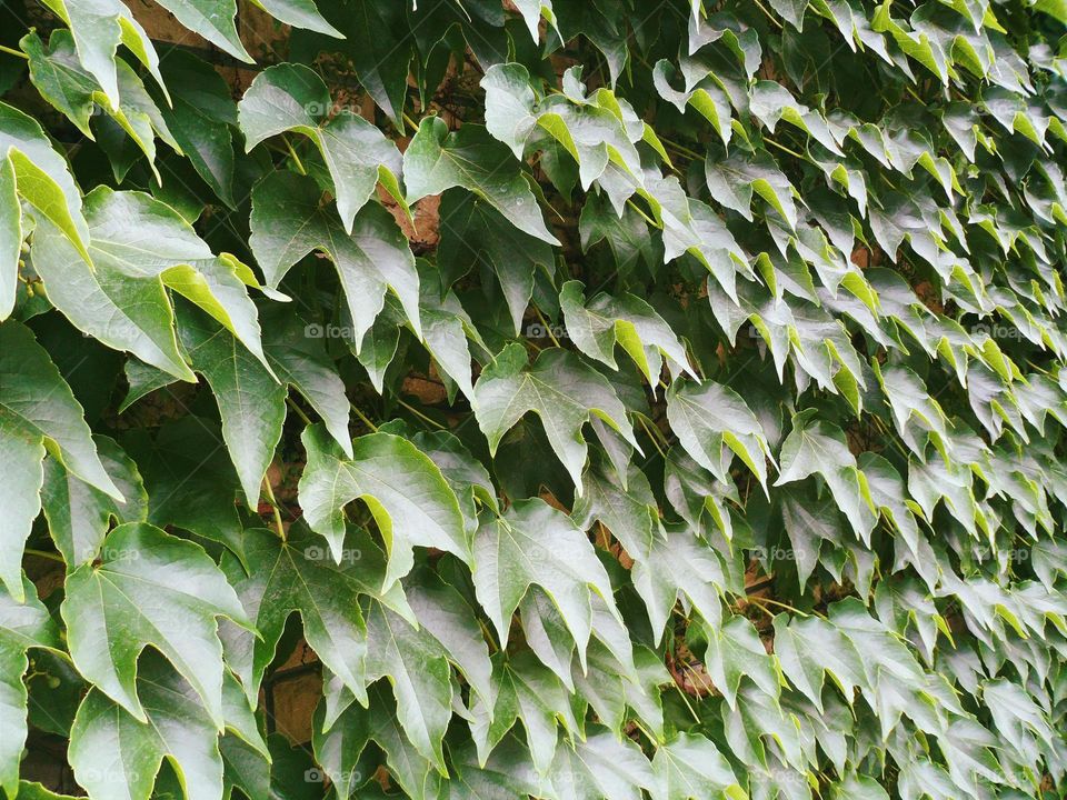 Texture of green leaf