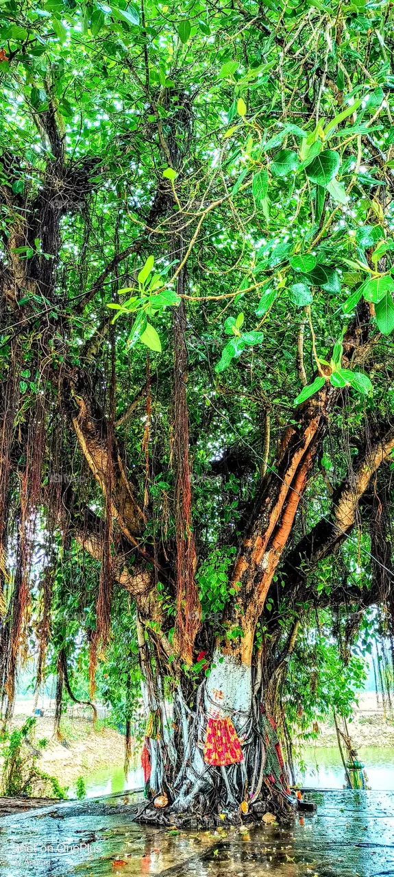 old 🌲
