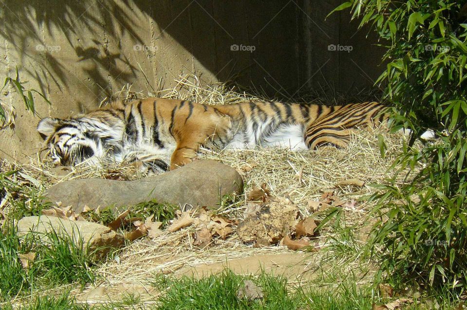 Sleeping tiger