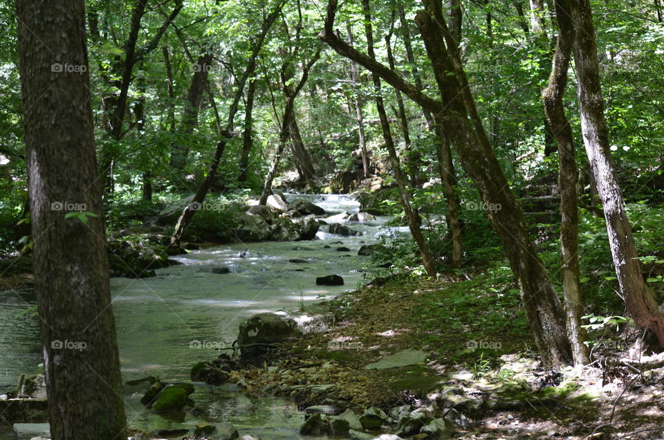 nature, river, forest